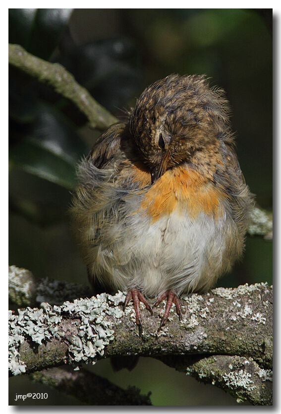 European Robin