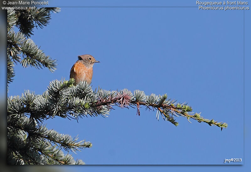 Common Redstart