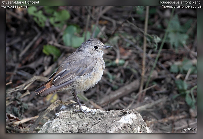 Common Redstartjuvenile