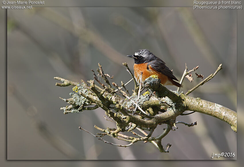 Common Redstart male
