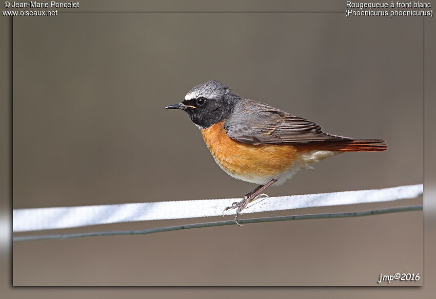 Common Redstart male