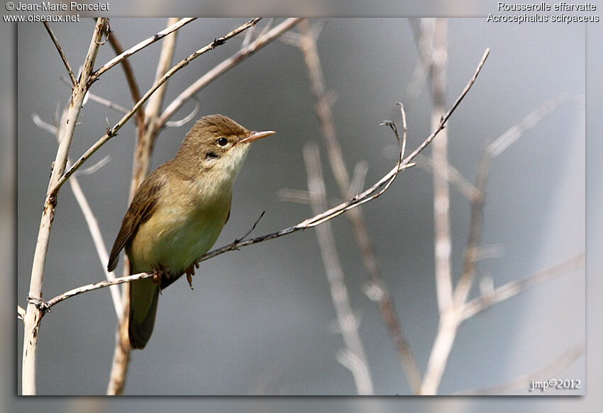 Common Reed Warbler