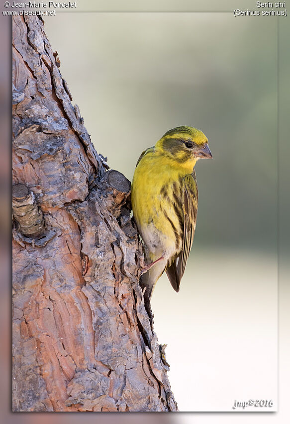 Serin cini