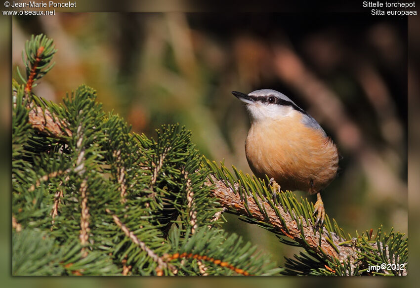Eurasian Nuthatch