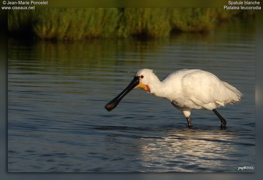 Eurasian Spoonbill