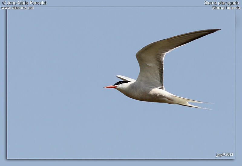 Common Tern