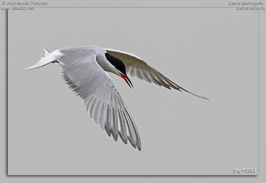 Common Tern