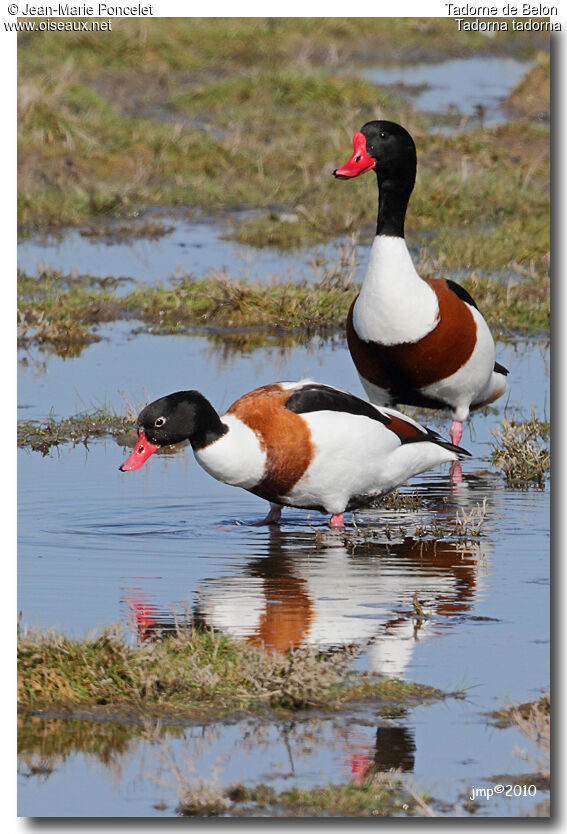 Common Shelduck