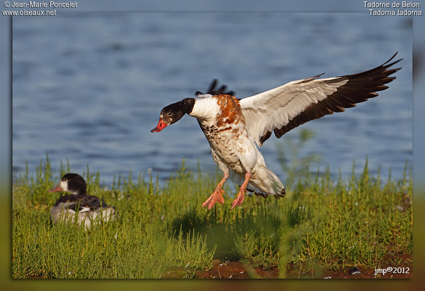 Common Shelduck