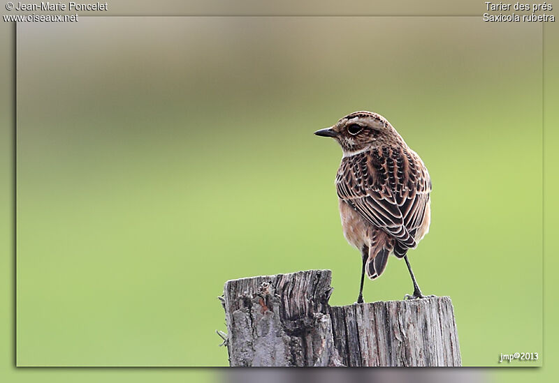 Whinchat