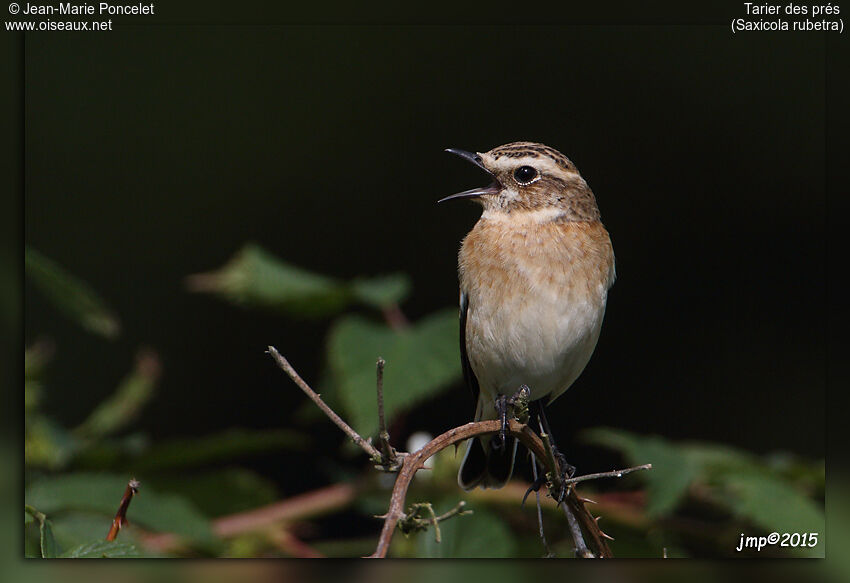 Whinchat