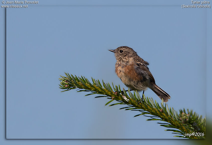 European Stonechat