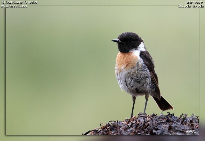 European Stonechat male adult