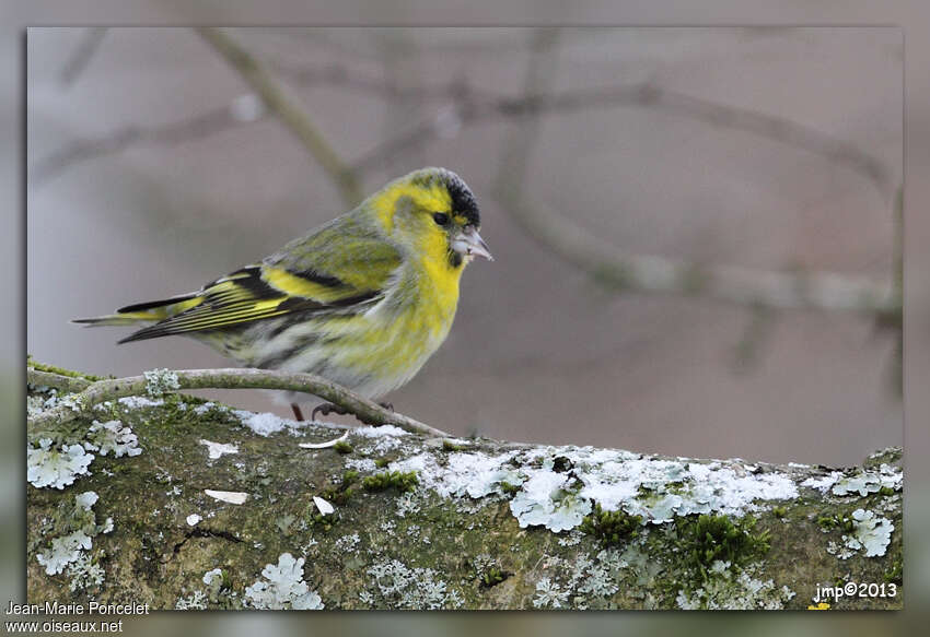 Eurasian Siskin male adult, identification