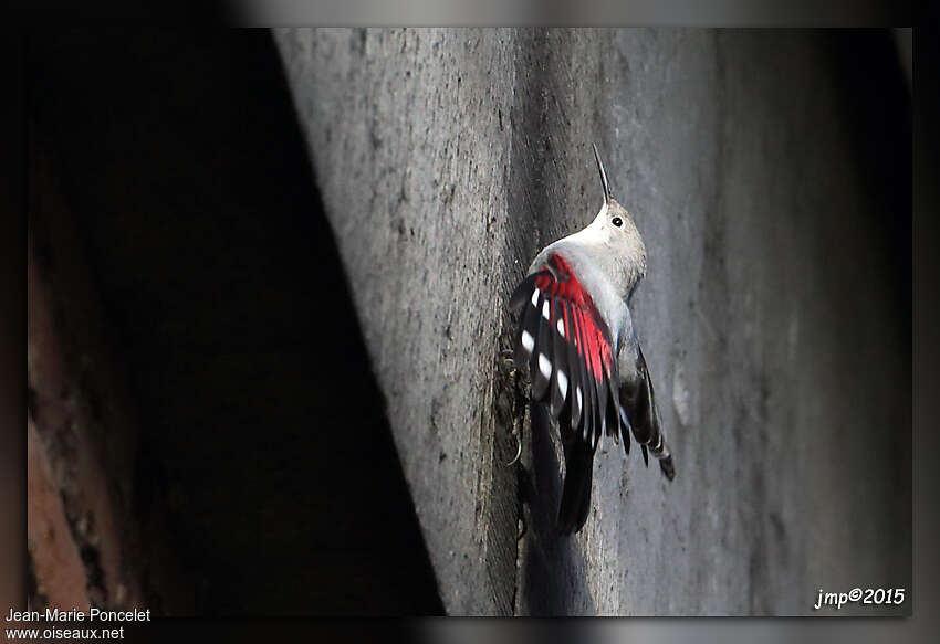 Wallcreeper, Behaviour