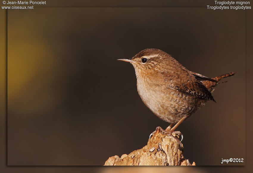Troglodyte mignon