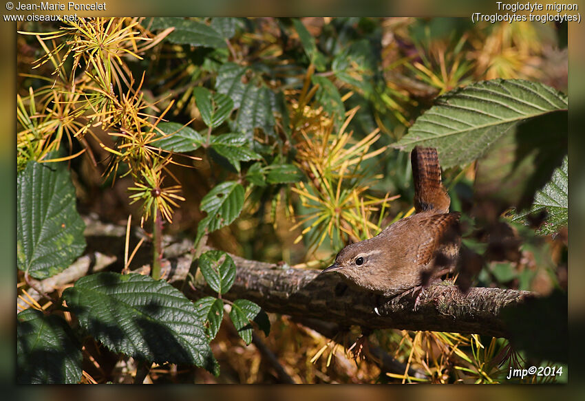 Eurasian Wren