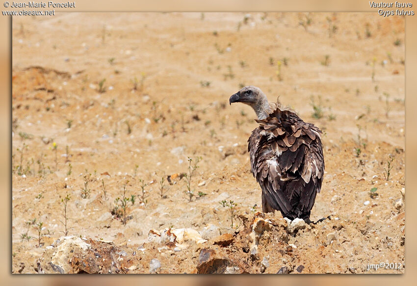 Griffon Vulture