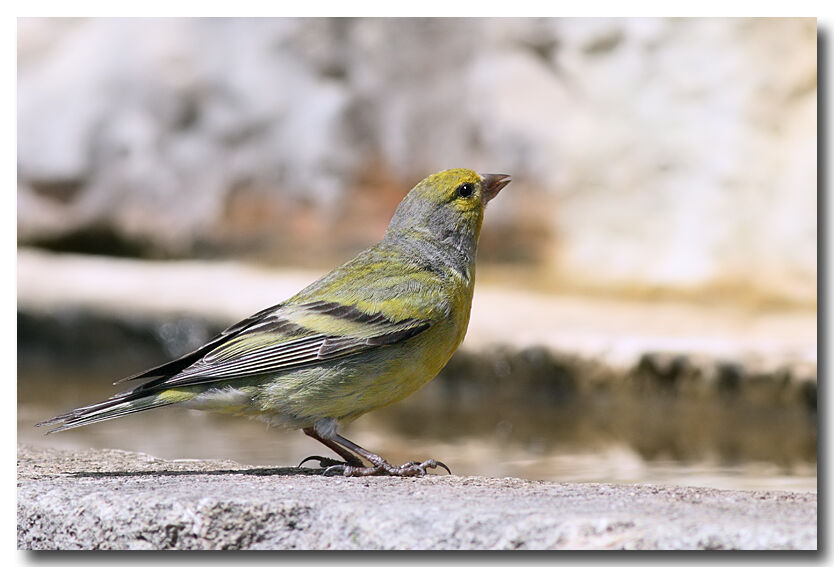 Citril Finch