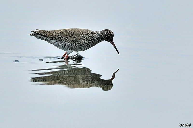 Common Redshank