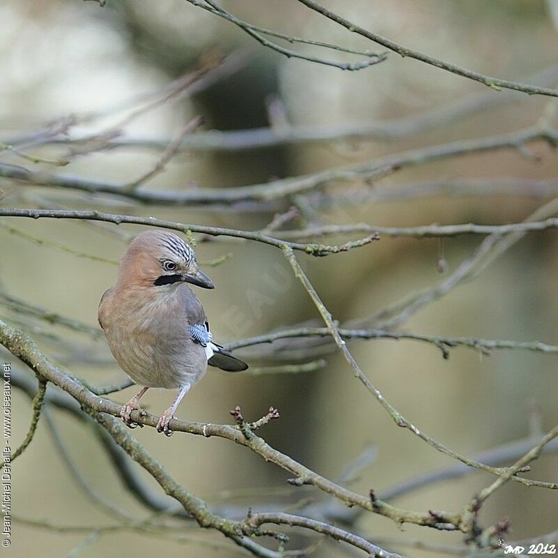 Eurasian Jay