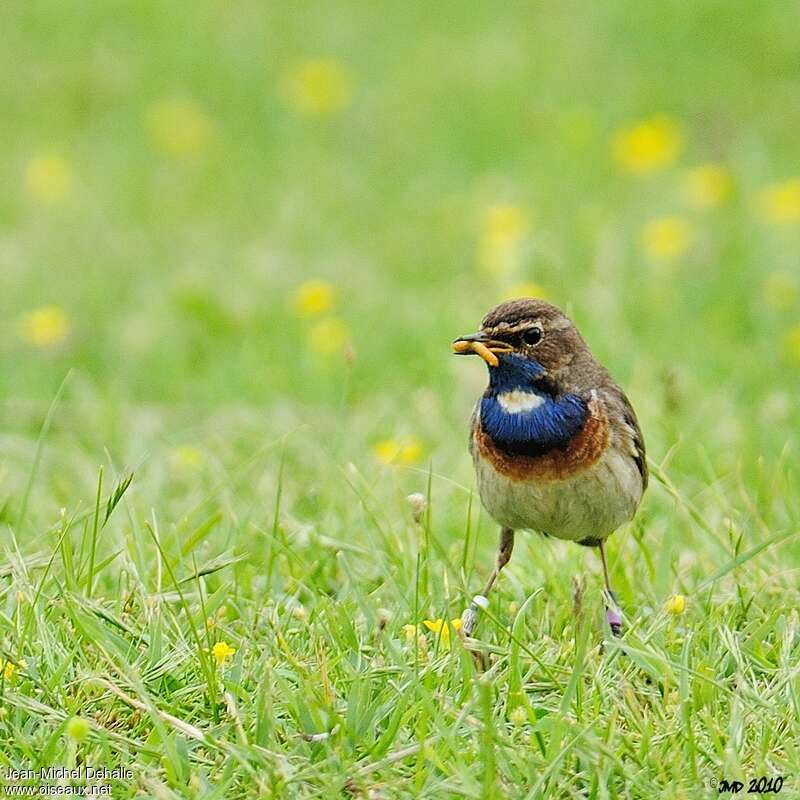 Bluethroat male adult, eats