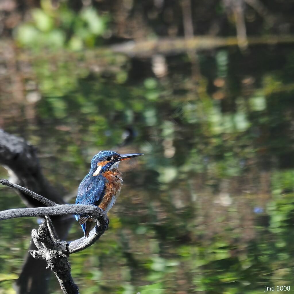 Common Kingfisher