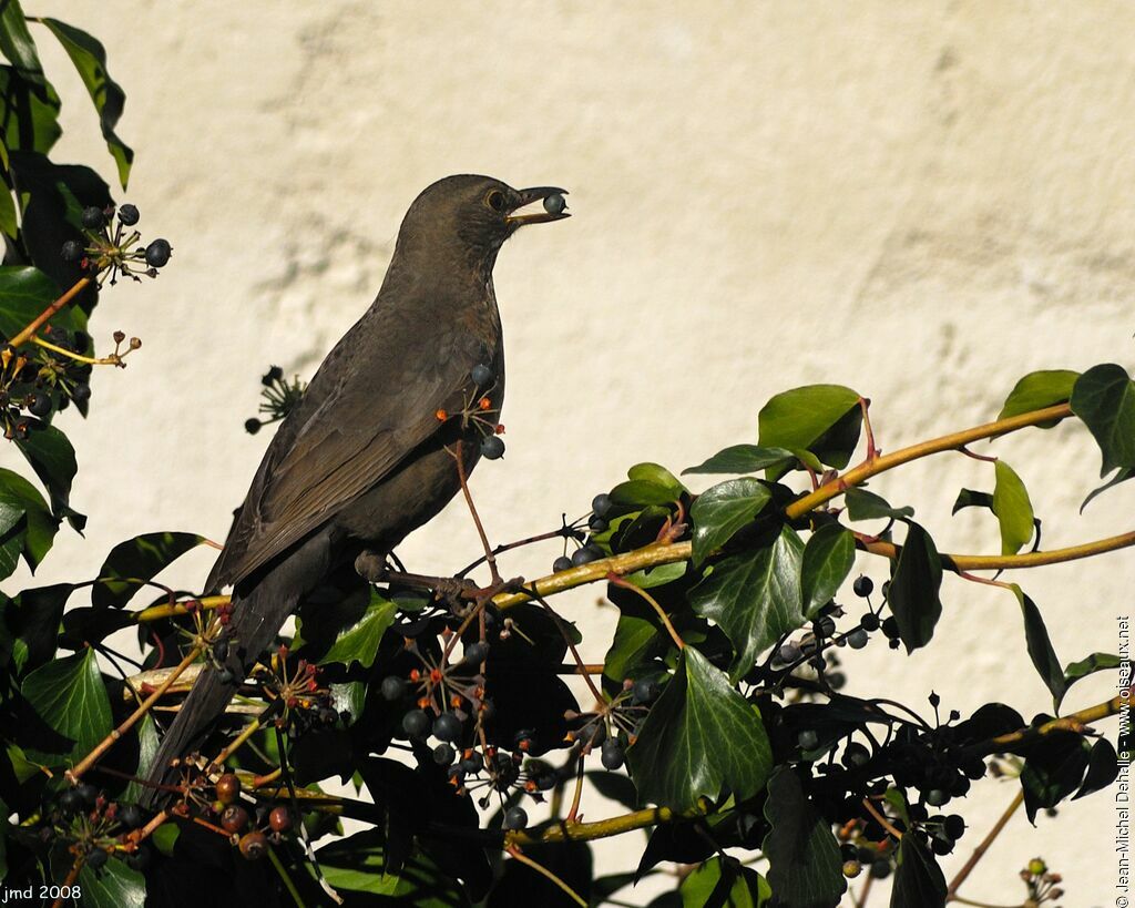 Common Blackbird female adult