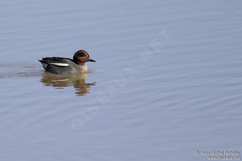 Eurasian Teal male adult