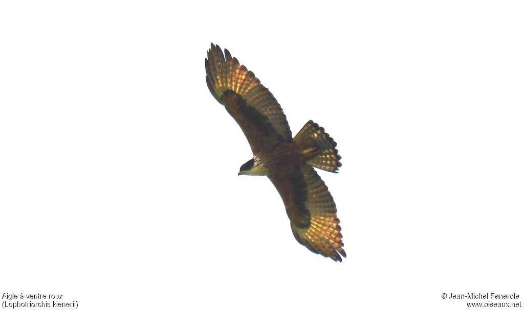 Aigle à ventre roux