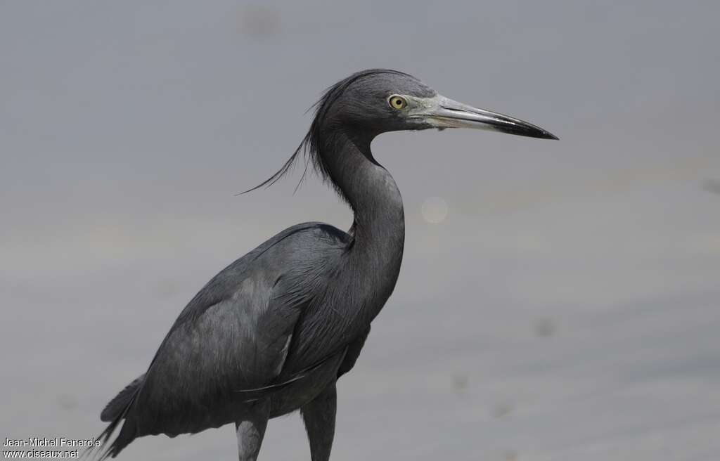 Little Blue Heronadult post breeding, identification