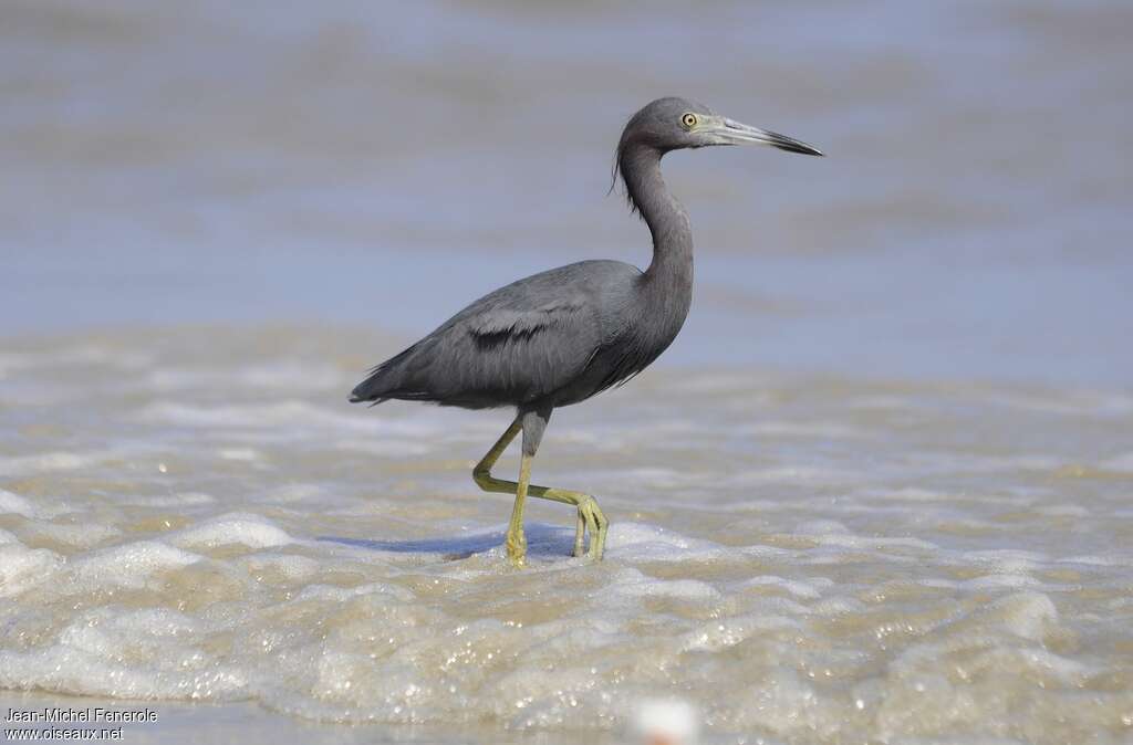 Little Blue Heronadult post breeding, identification, walking