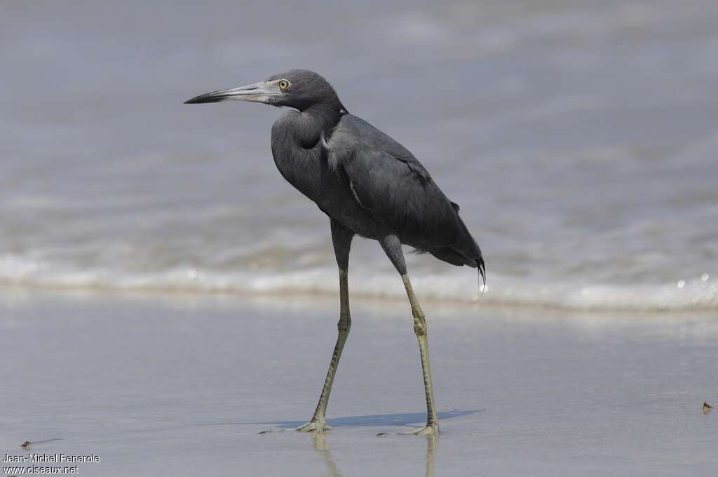 Little Blue Heronadult post breeding, identification