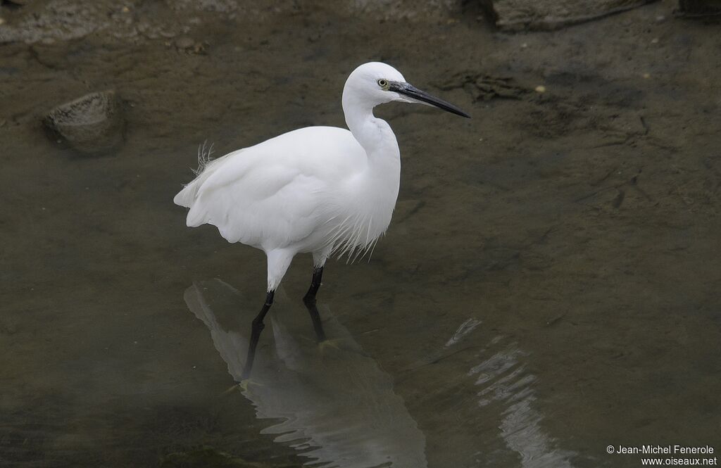 Little Egret