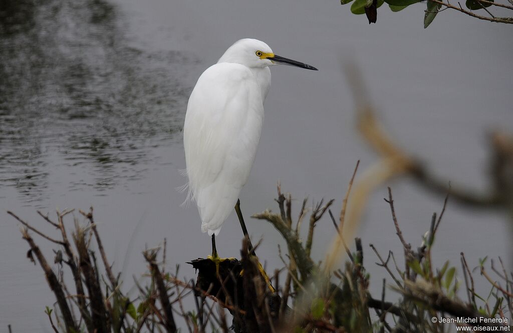 Aigrette neigeuse