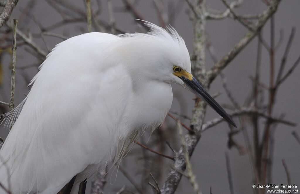 Aigrette neigeuse