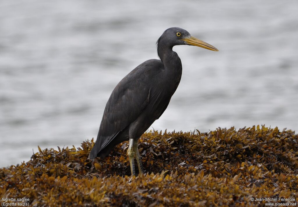 Pacific Reef Heron