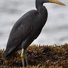 Aigrette sacrée