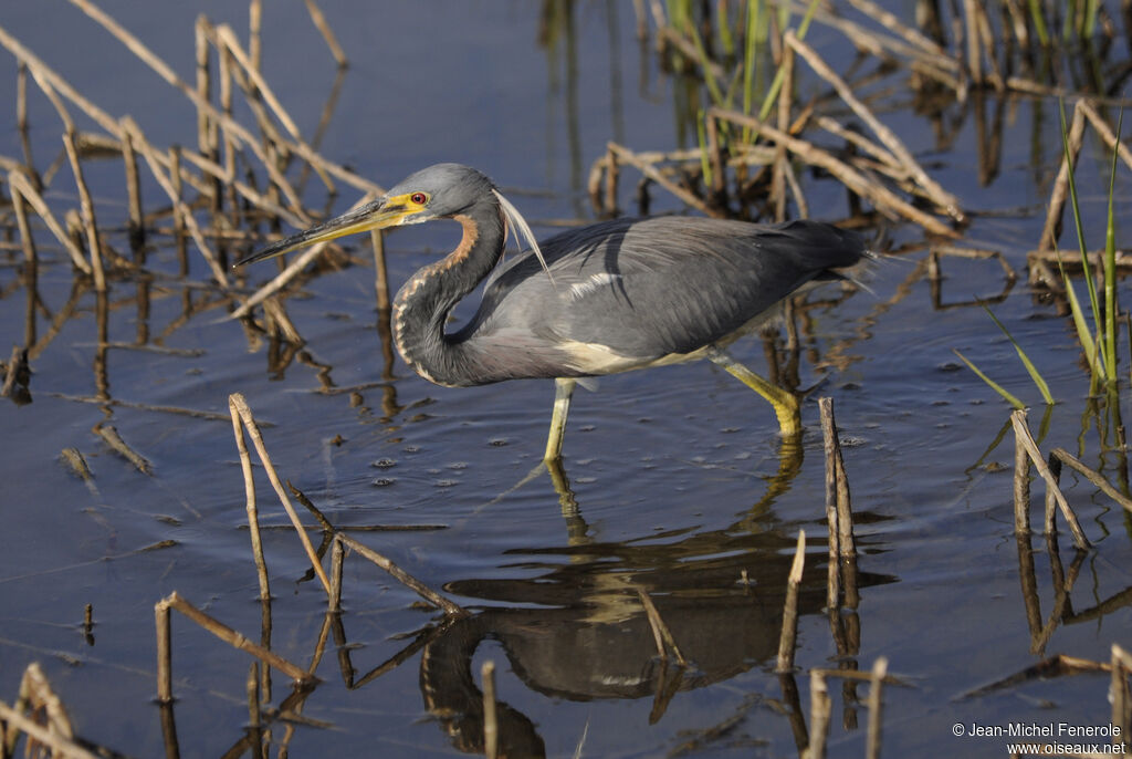 Aigrette tricolore