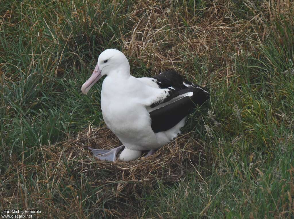 Northern Royal Albatrossadult, identification