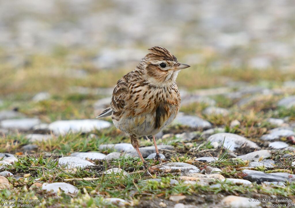 Eurasian Skylark