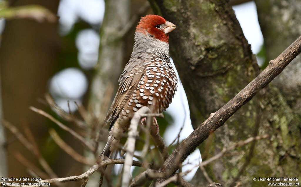 Amadine à tête rouge