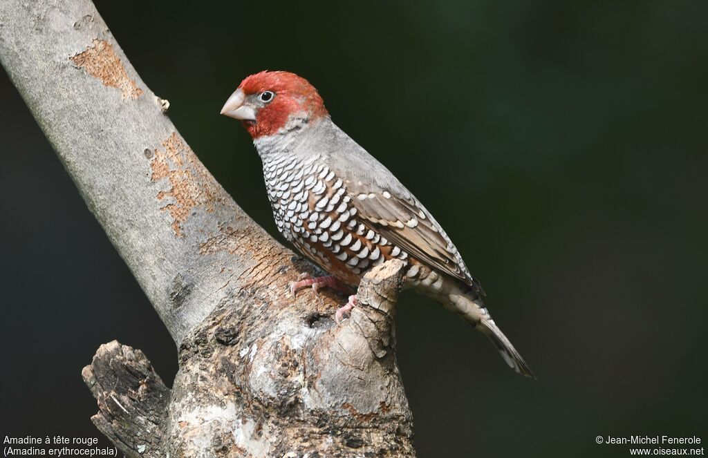 Amadine à tête rouge