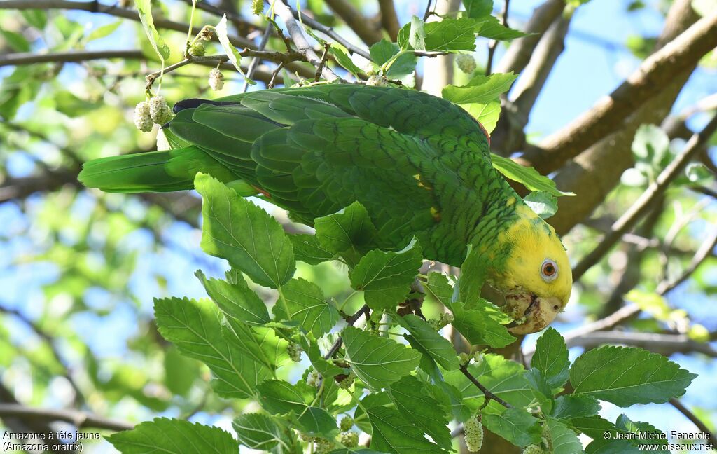 Yellow-headed Amazon
