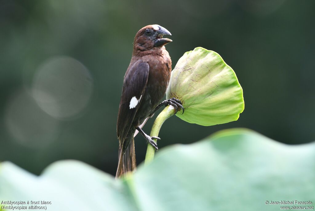 Amblyospize à front blanc
