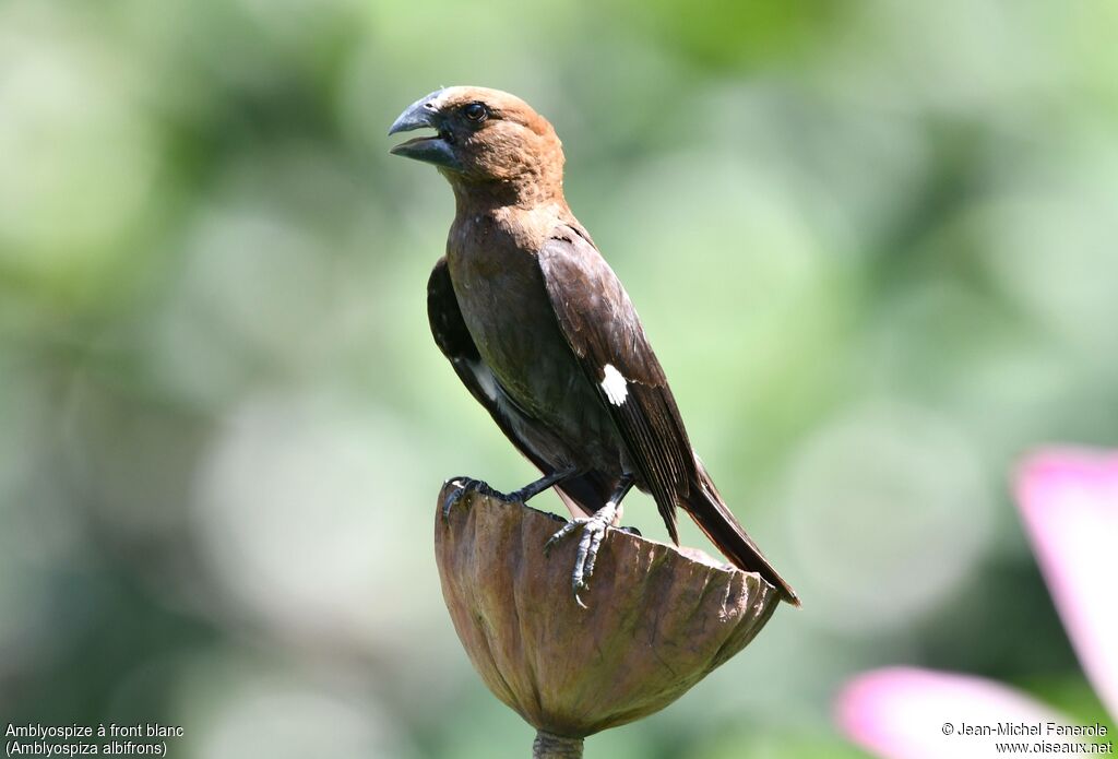 Amblyospize à front blanc