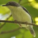 Apalis à tête noire