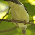 Apalis à tête noire