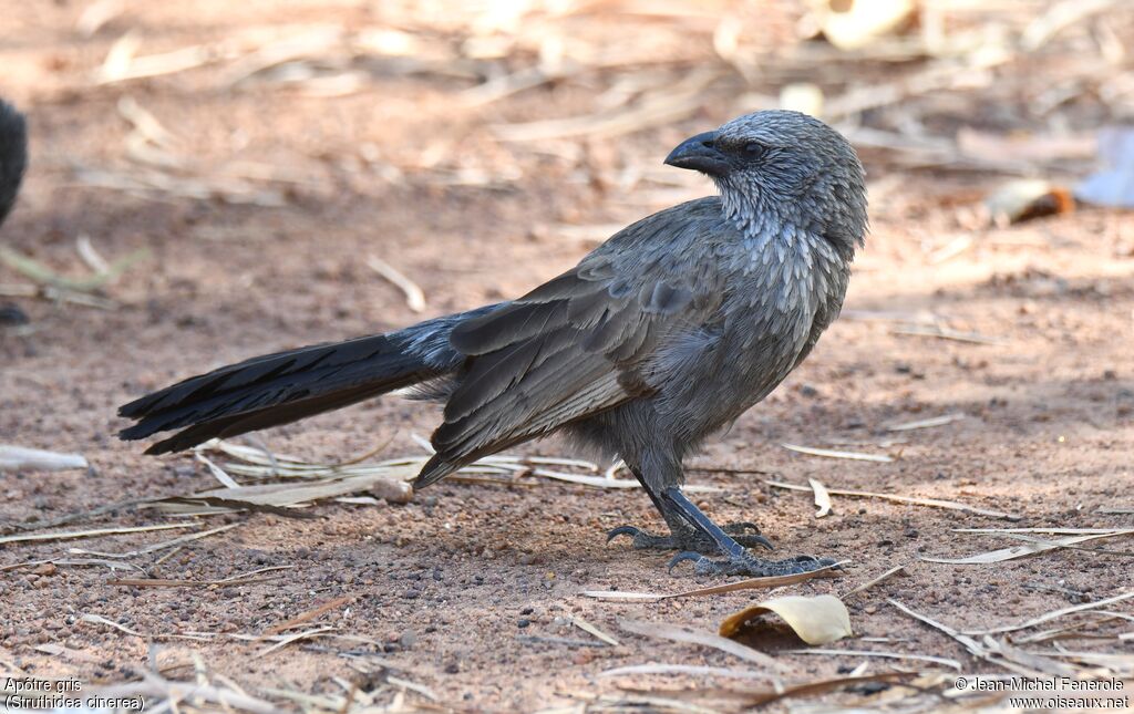 Apostlebird