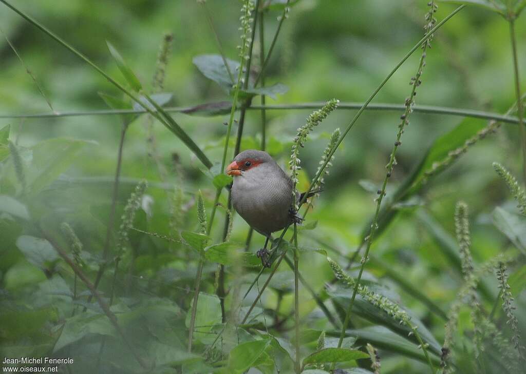 Common Waxbilladult, habitat, eats